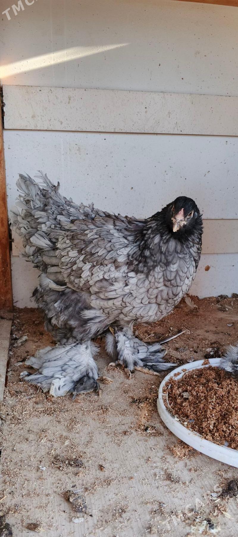 Brama blu - Gyzylarbat - img 5