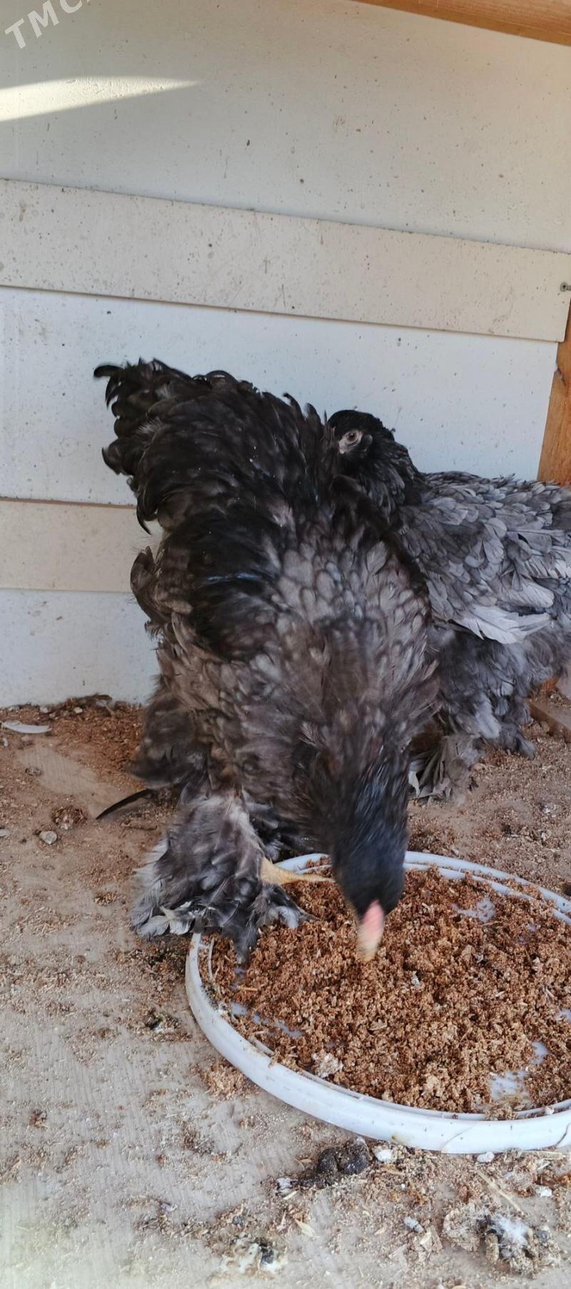 Brama blu - Gyzylarbat - img 3