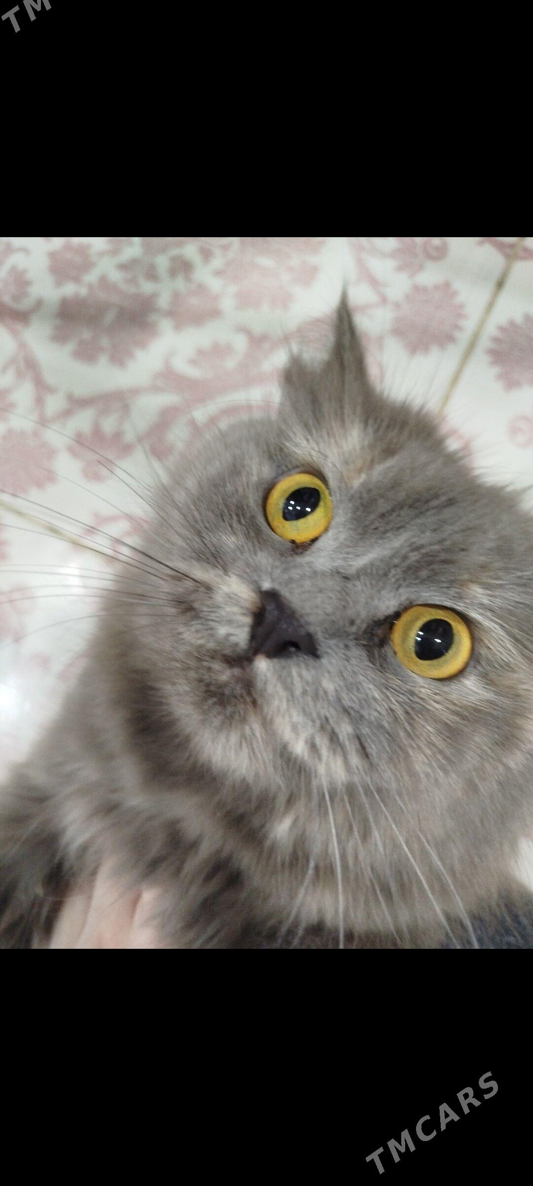 Отдадим кошечку в добрые руки - Ашхабад - img 2