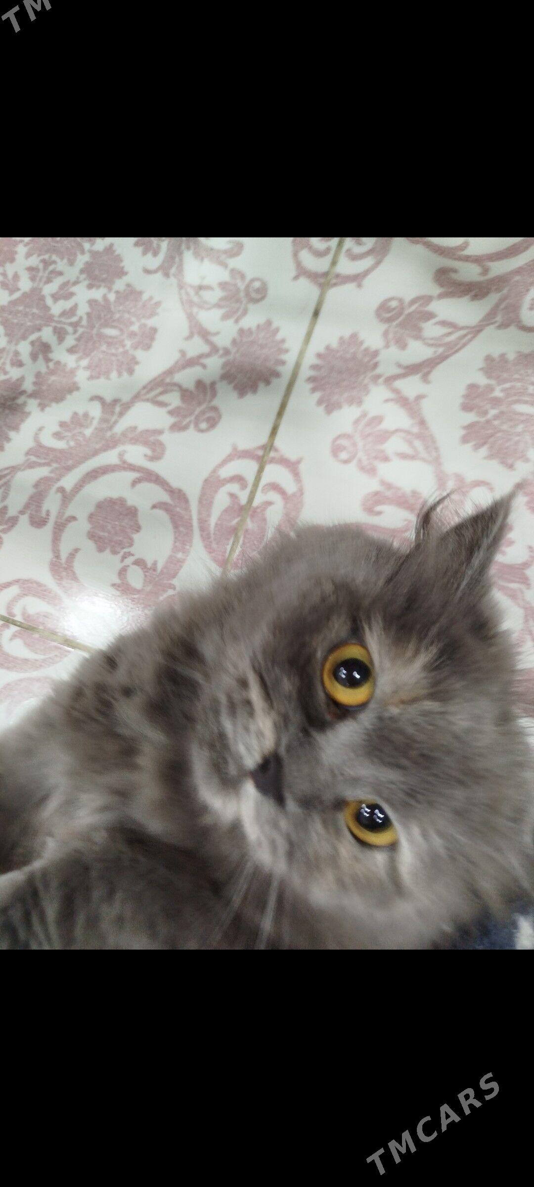 Отдадим кошечку в добрые руки - Ашхабад - img 3