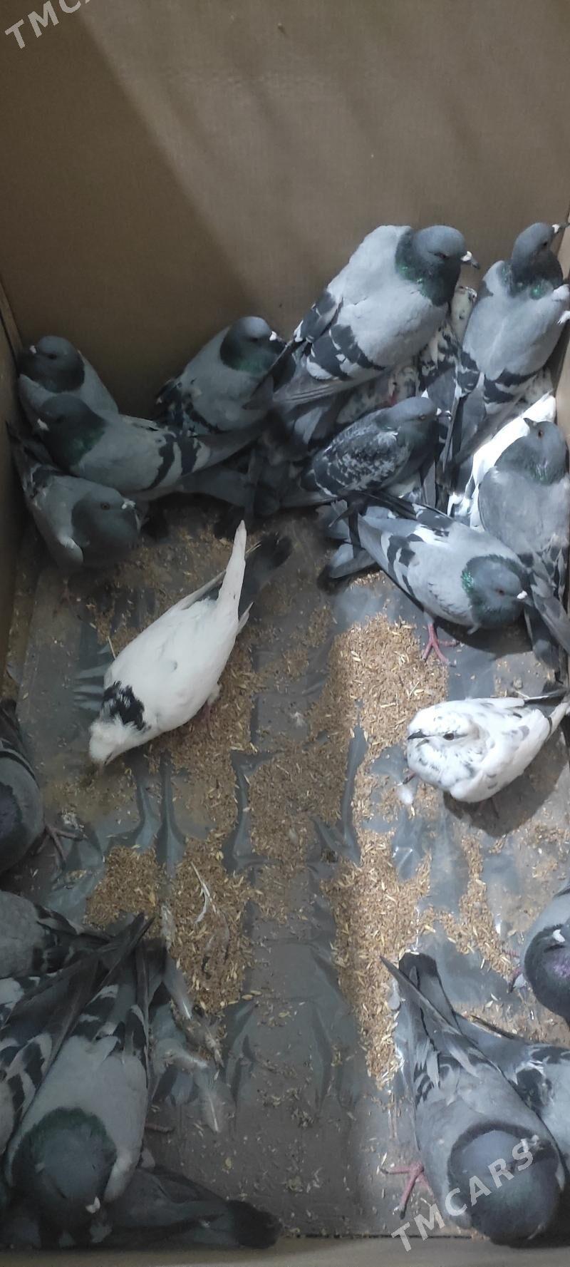 kepderi - Огуз хан - img 1