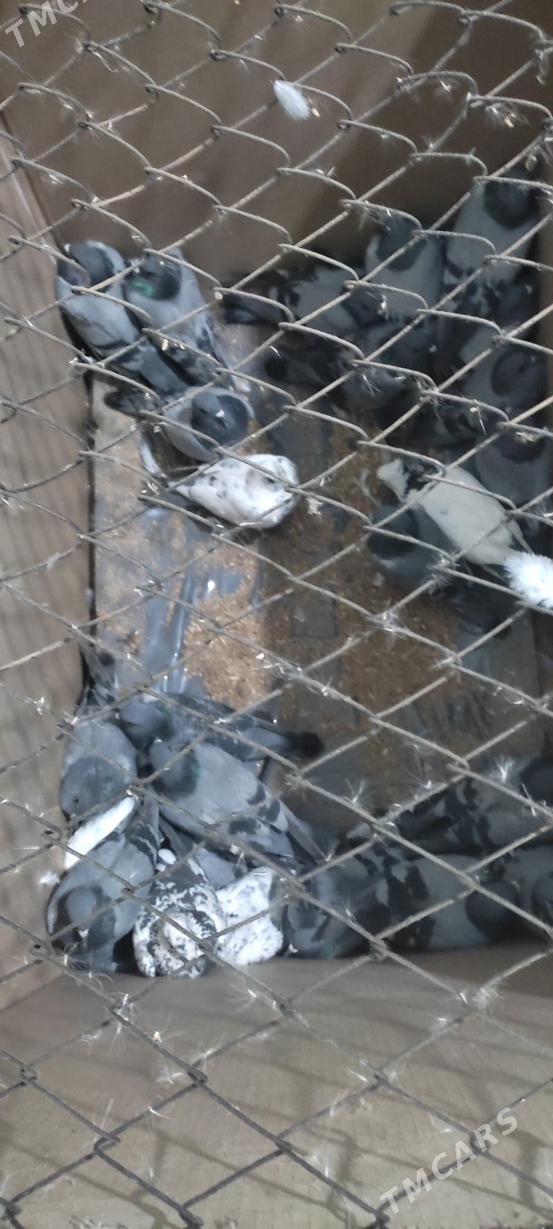 kepderi - Огуз хан - img 3