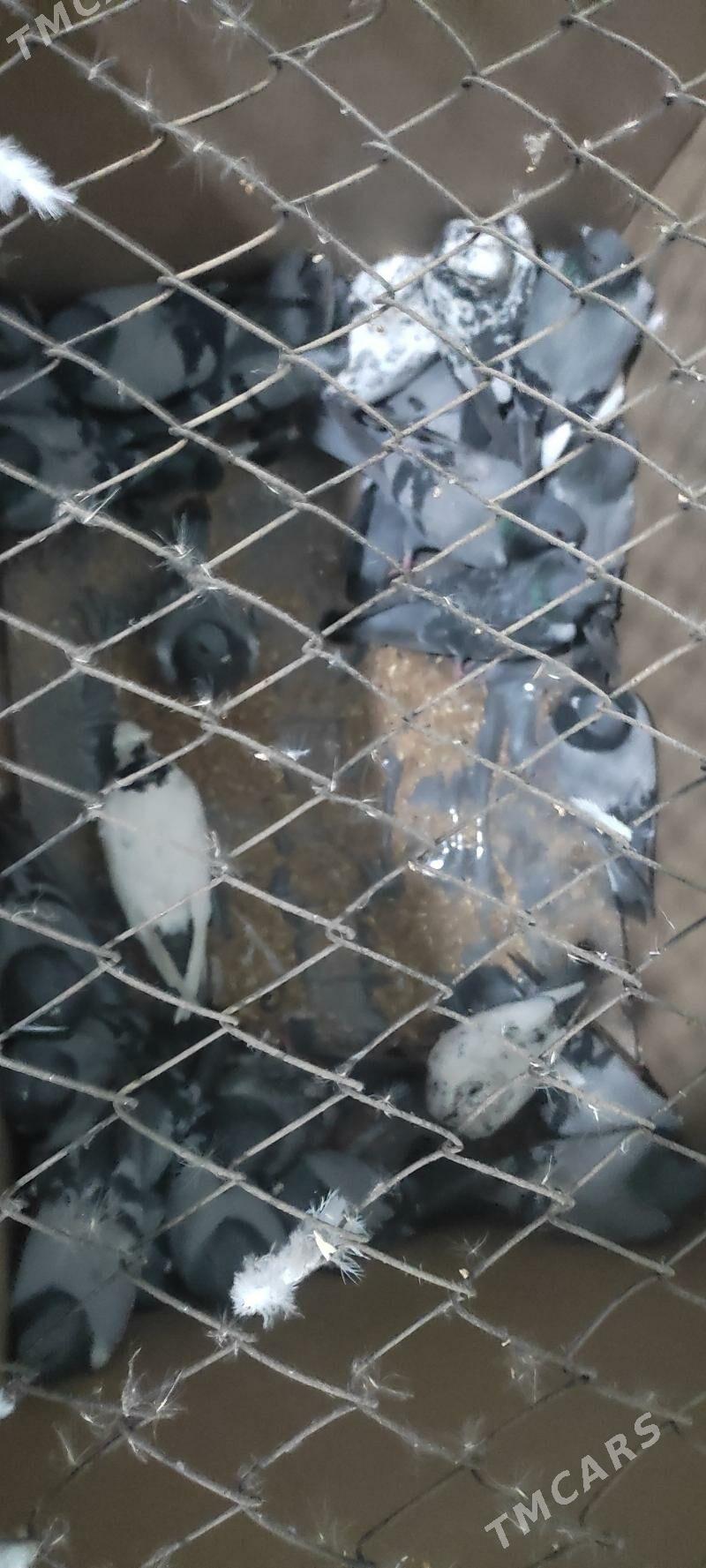 kepderi - Огуз хан - img 4