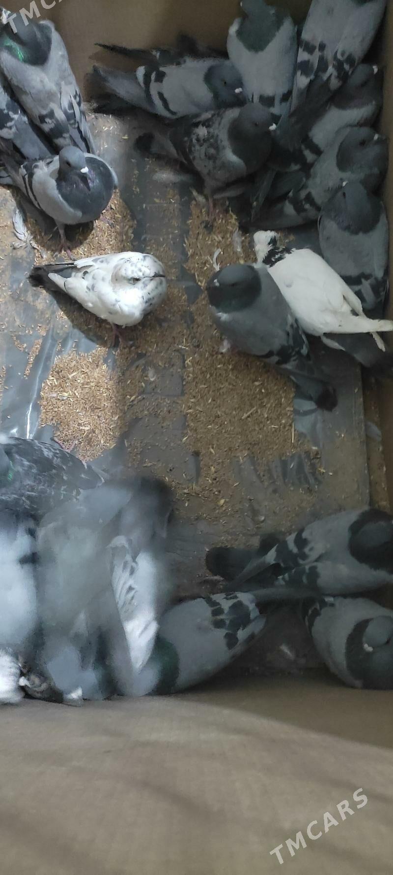 kepderi - Огуз хан - img 2