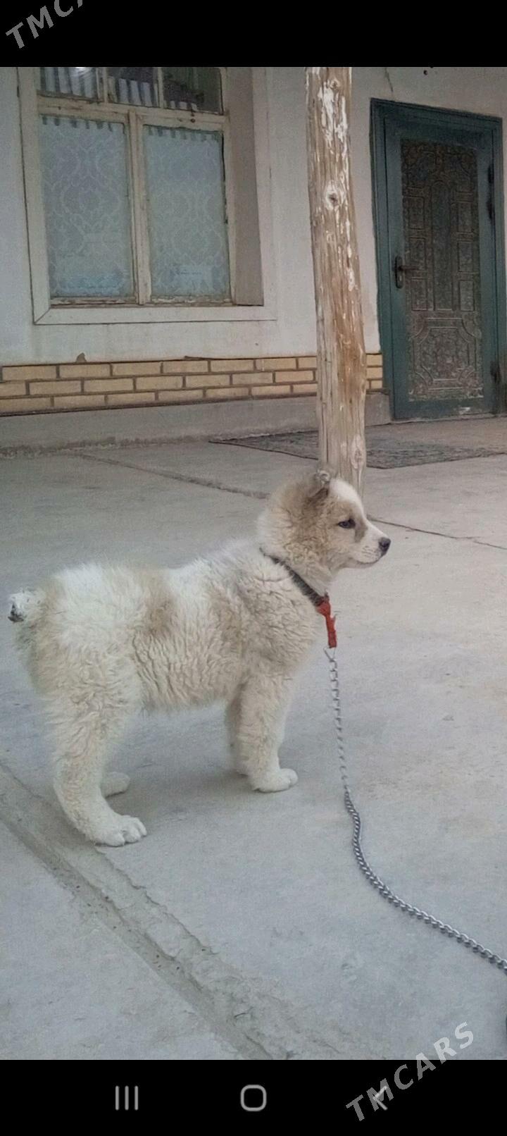 It - етр. Туркменбаши - img 2