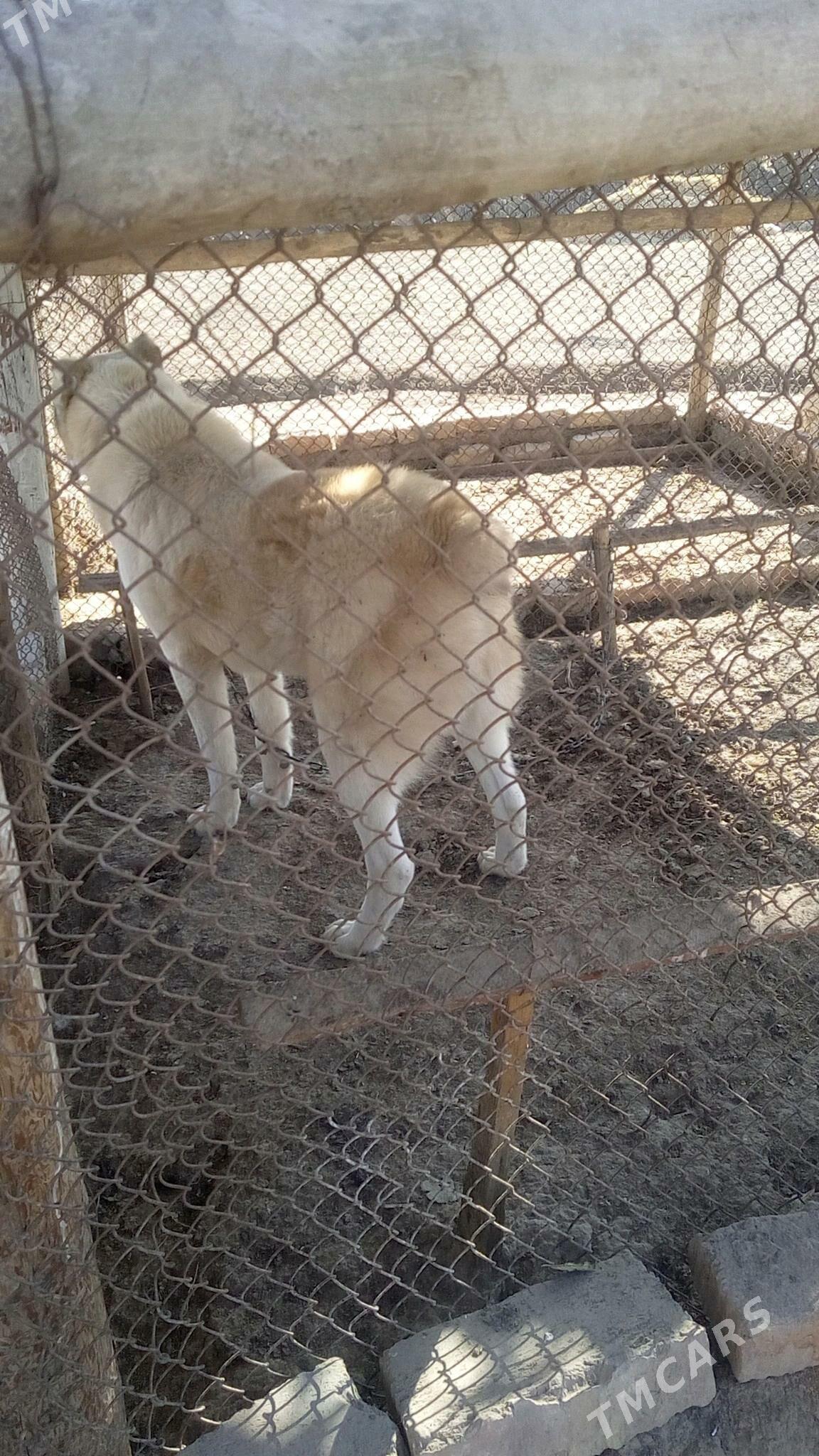 It - етр. Туркменбаши - img 8