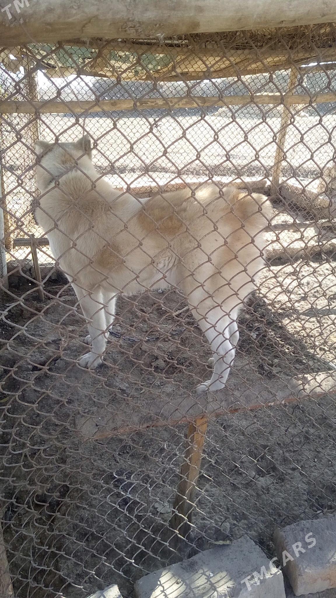 It - етр. Туркменбаши - img 6