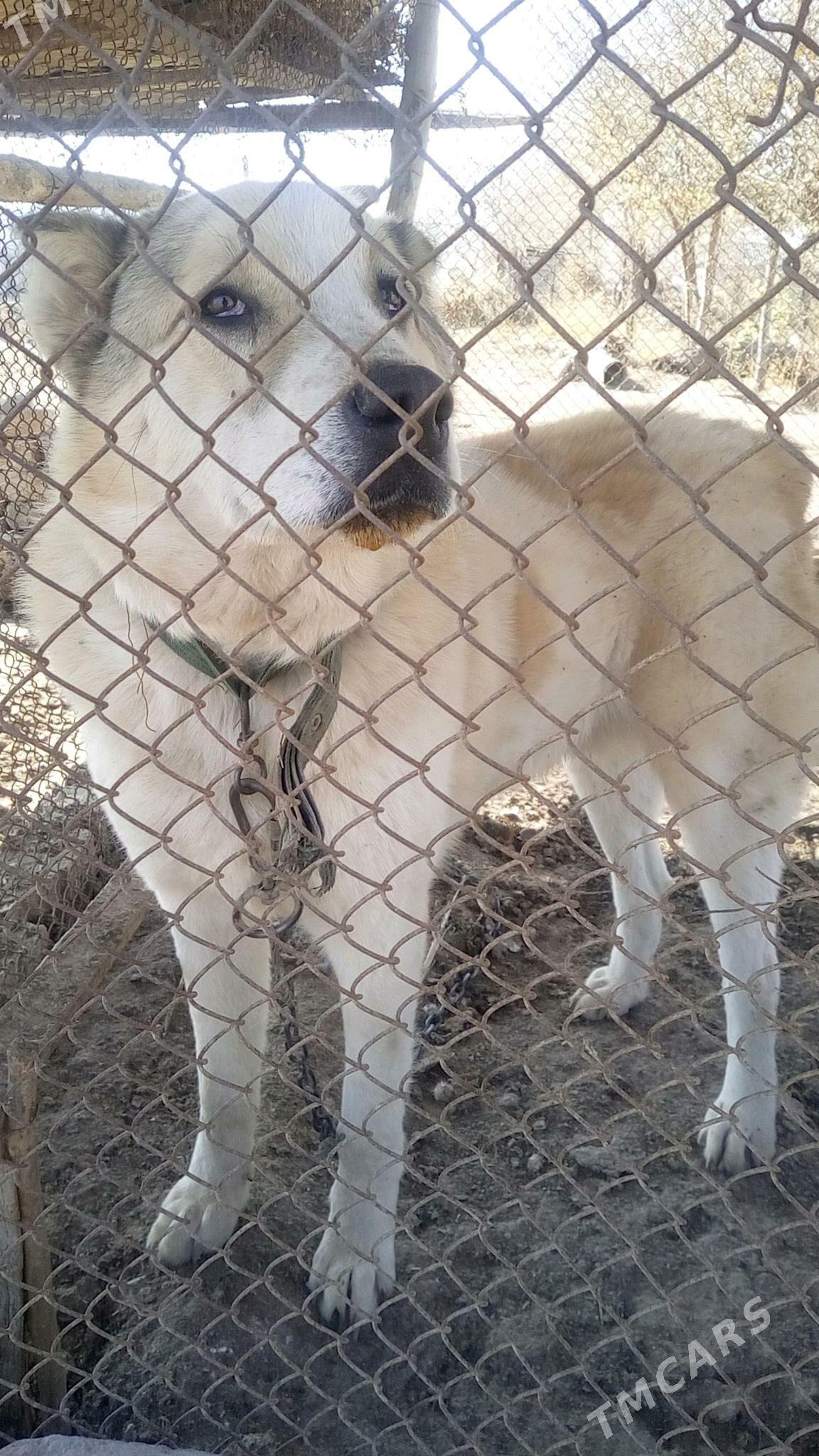 It - етр. Туркменбаши - img 5