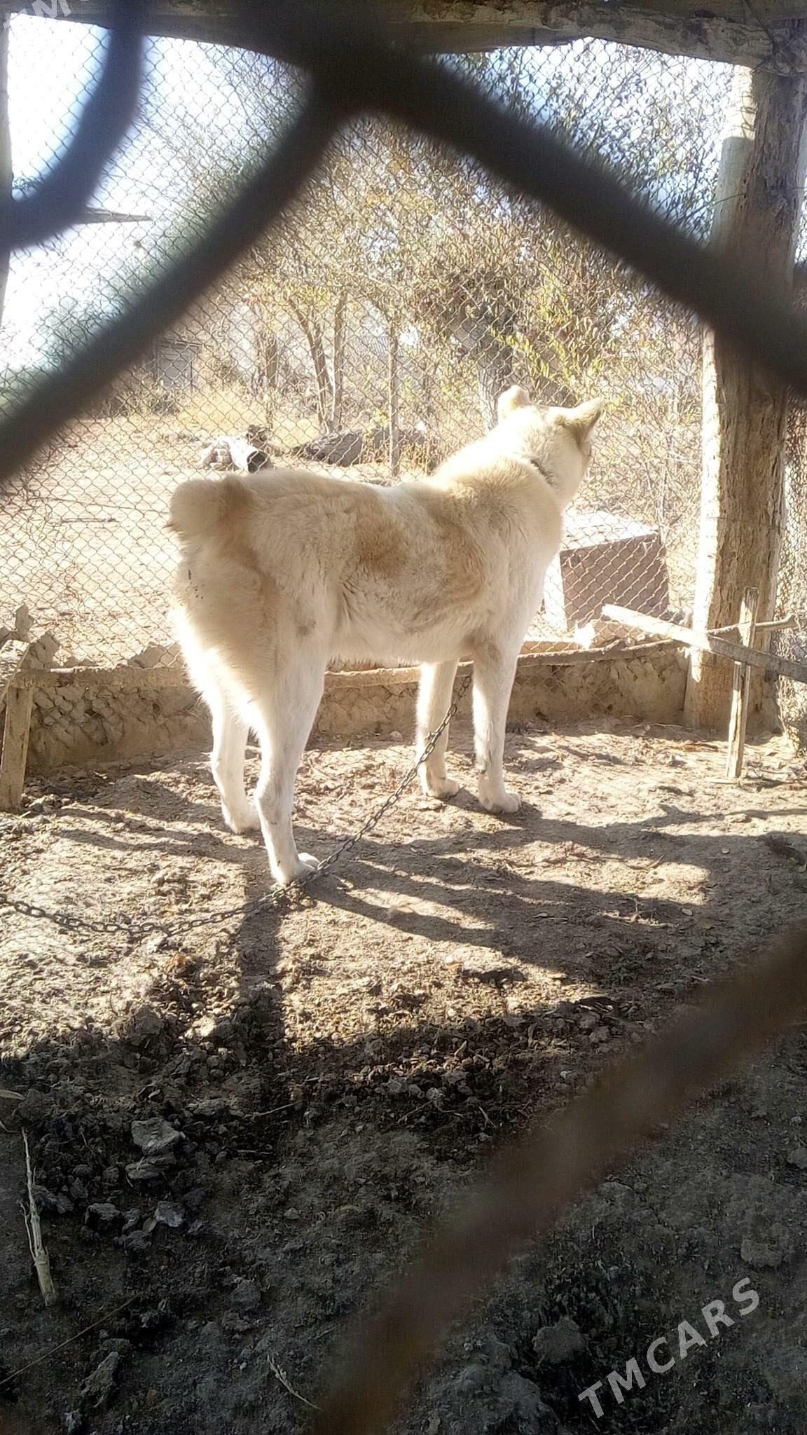 It - етр. Туркменбаши - img 4