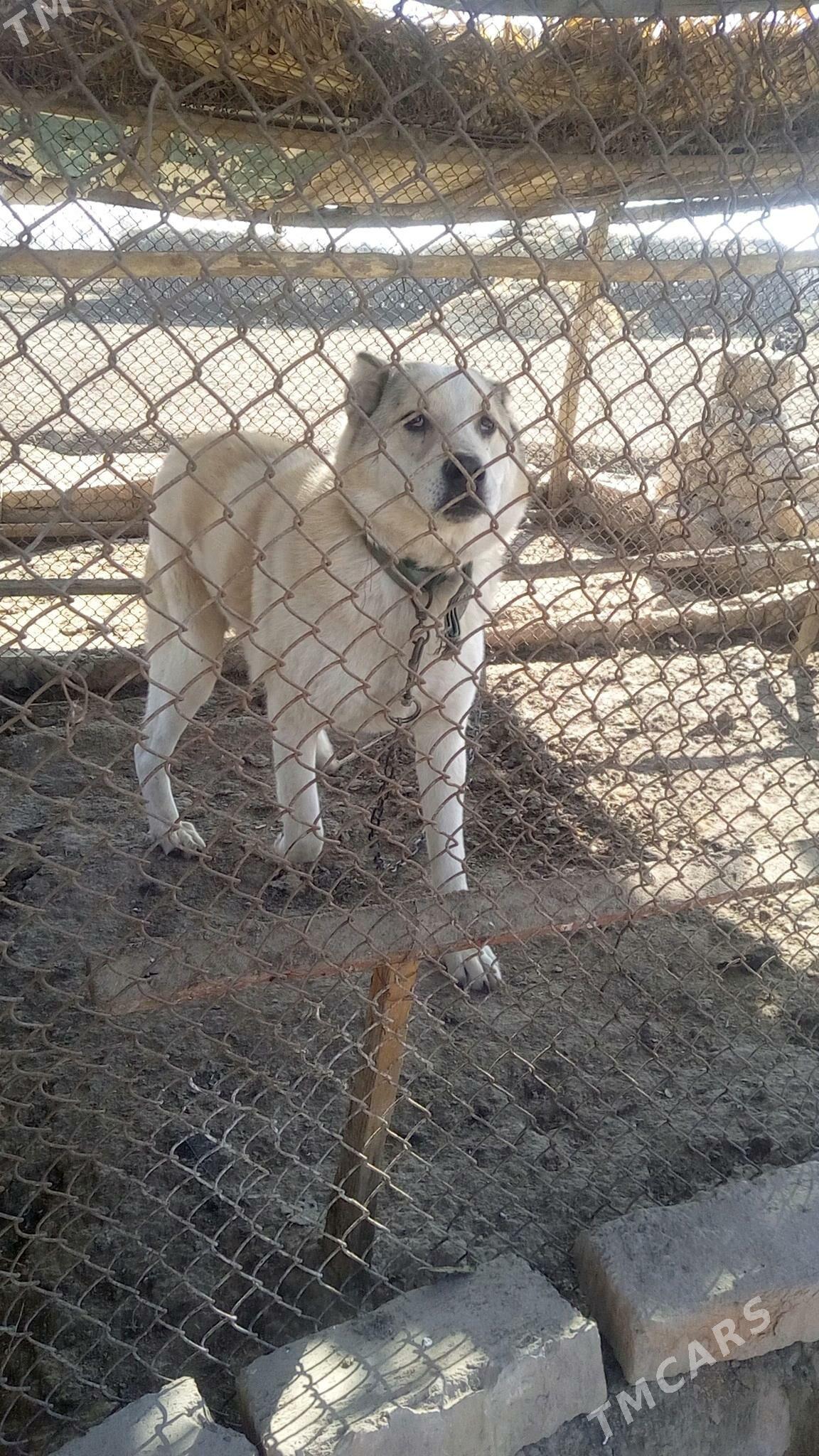 It - етр. Туркменбаши - img 7