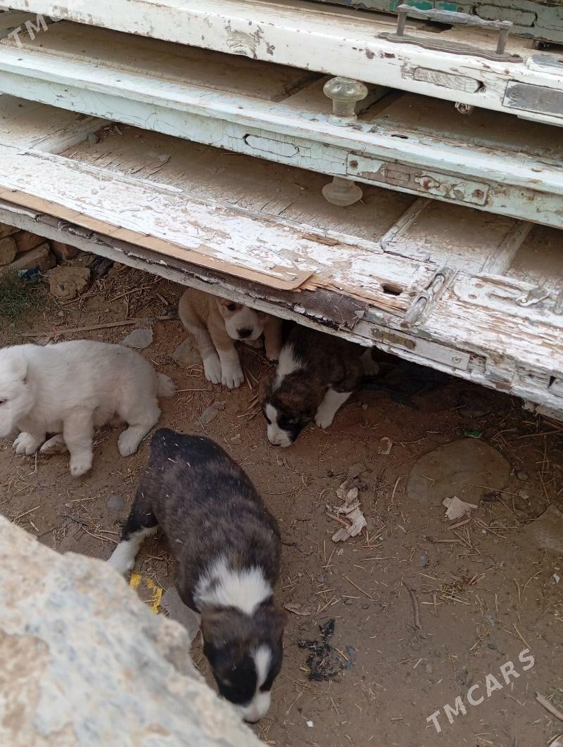 Gujik - Änew - img 2