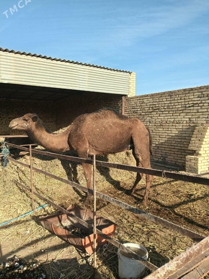 duye - Векильбазар - img 2