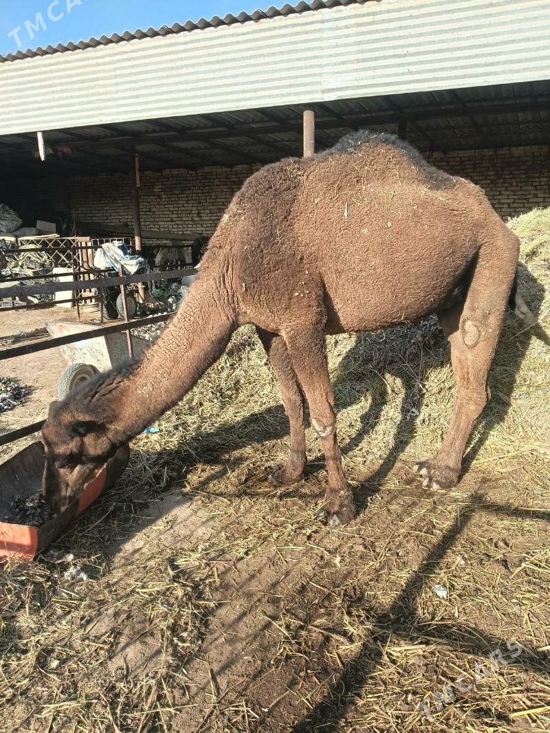 duye - Векильбазар - img 3