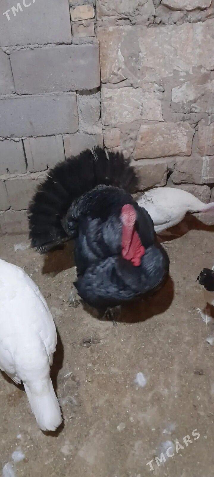 erkek indyuk - Балканабат - img 2