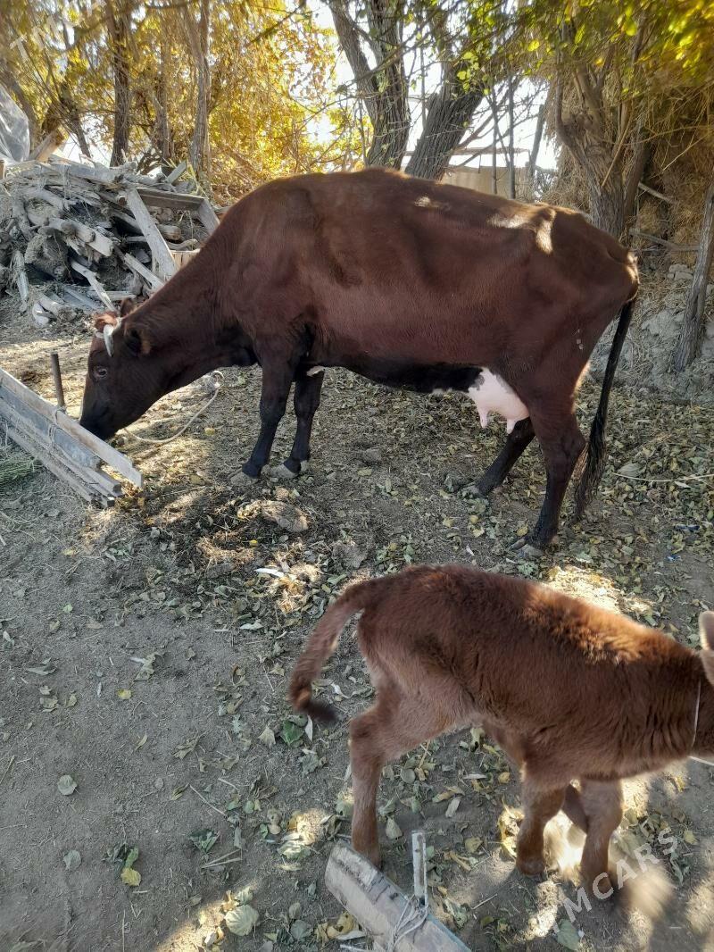 голели сыгыр - Türkmenabat - img 2