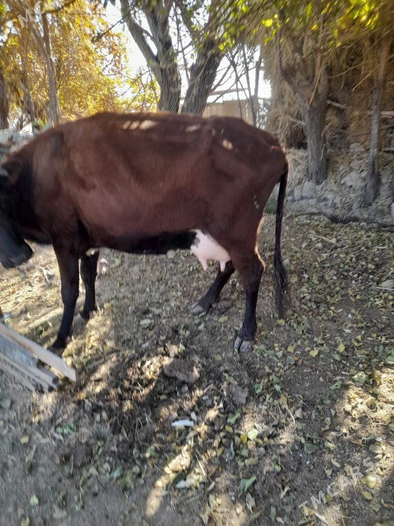 голели сыгыр - Türkmenabat - img 3