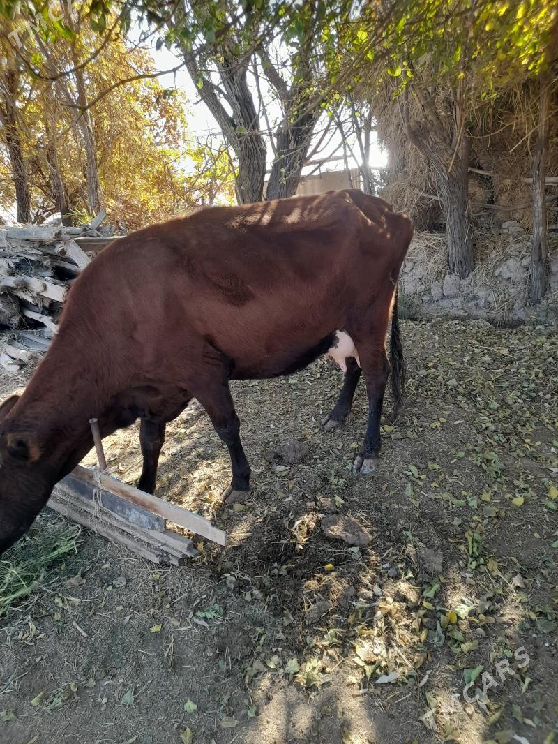 голели сыгыр - Türkmenabat - img 4