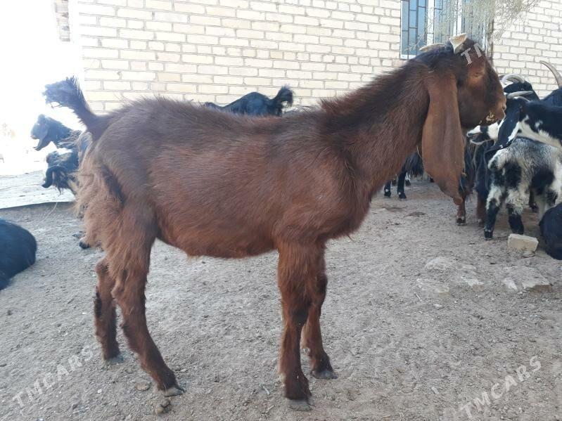 Pakistan Teke - Дянев - img 2