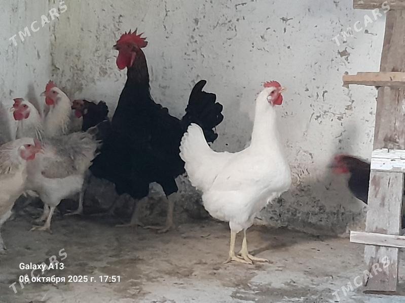 Ÿumurtga. - Гёкдепе - img 2