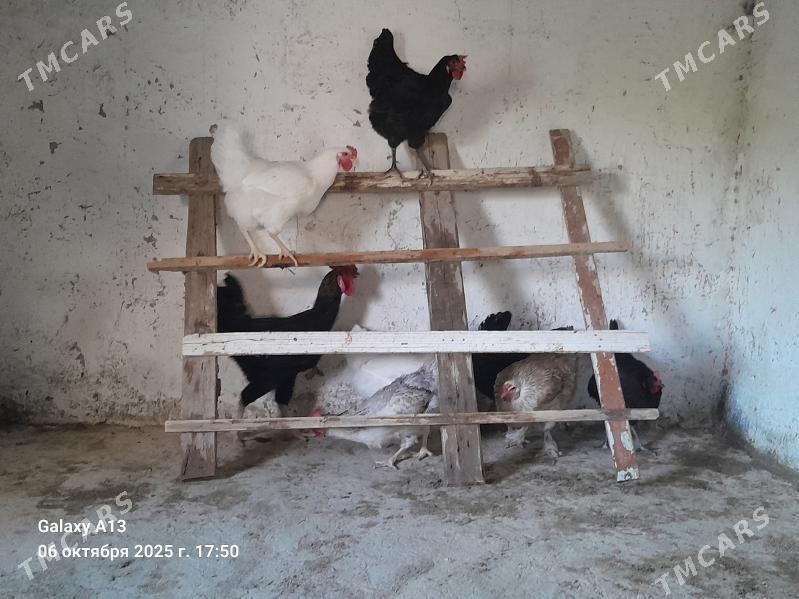 Ÿumurtga. - Гёкдепе - img 5