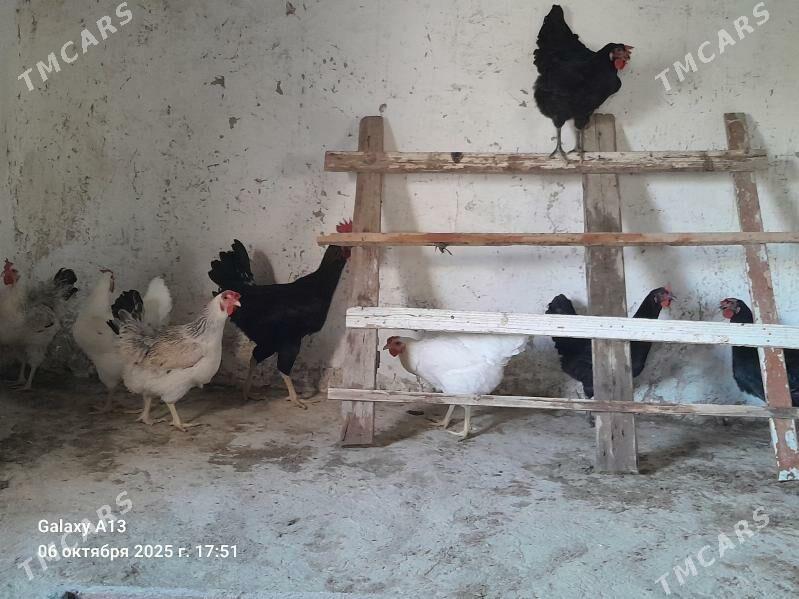 Ÿumurtga. - Гёкдепе - img 3