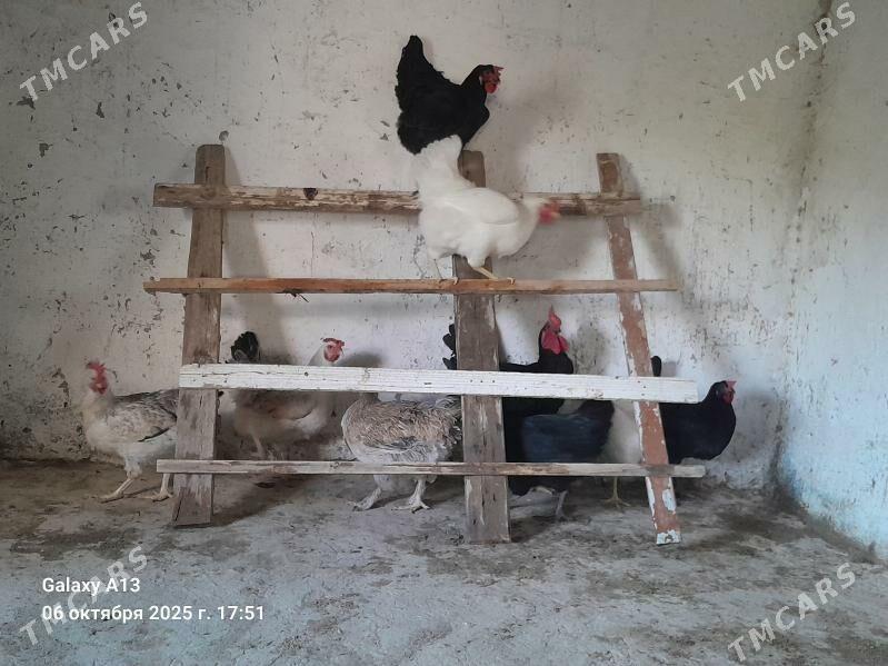 Ÿumurtga. - Гёкдепе - img 6