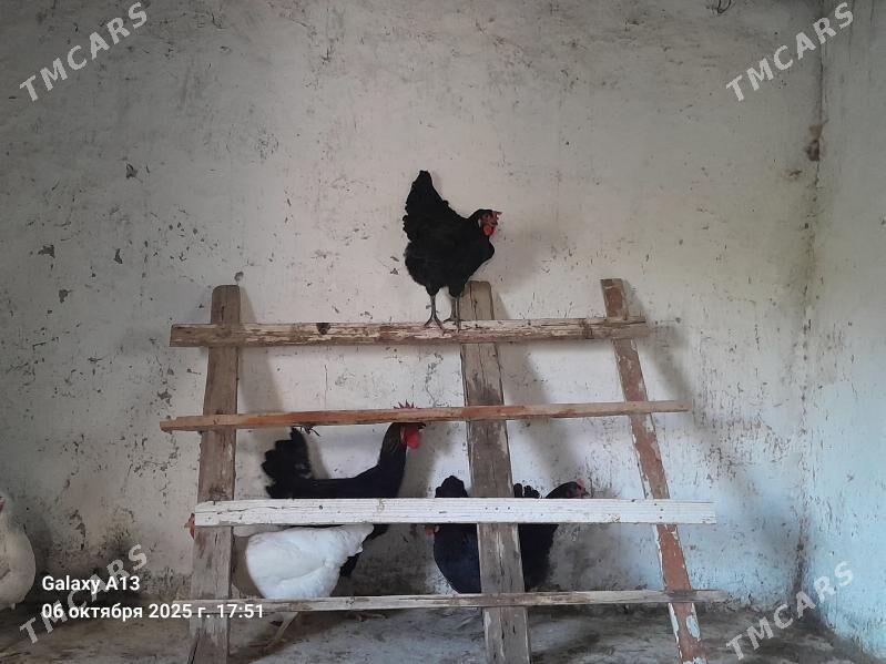 Ÿumurtga. - Гёкдепе - img 4