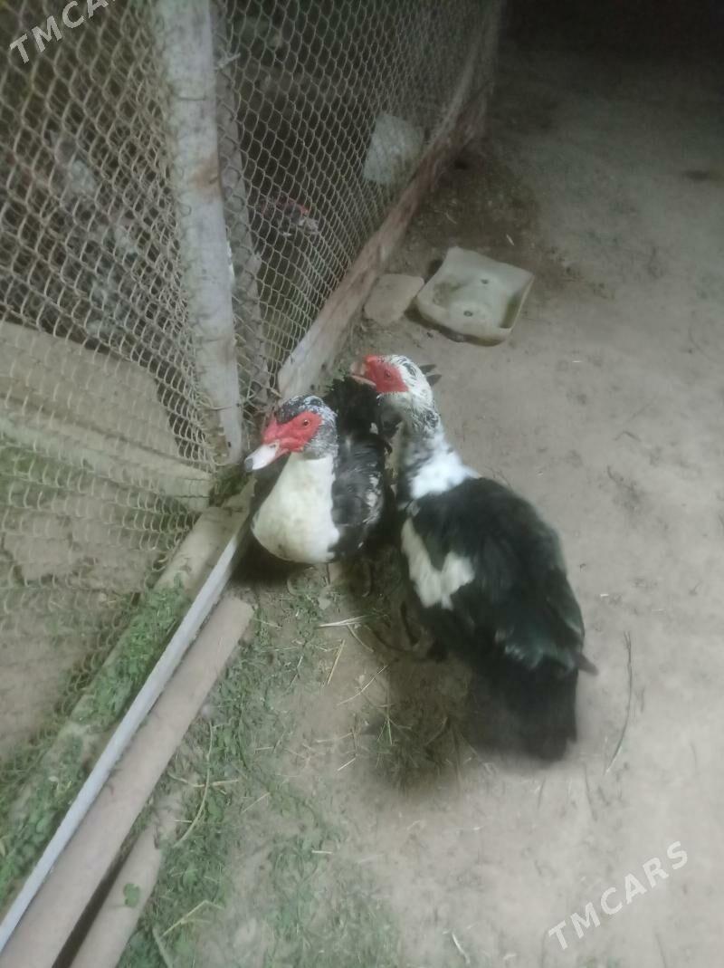 Induwutga ordek - Сакарчага - img 2