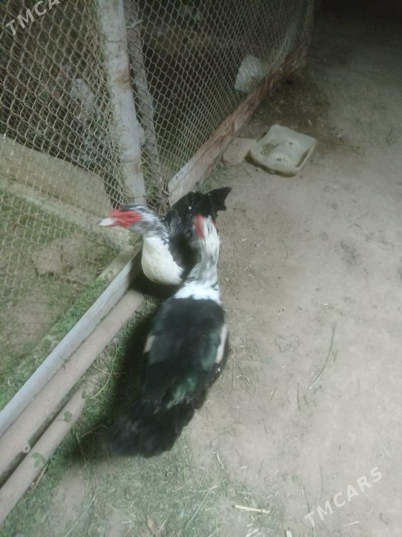 Induwutga ordek - Сакарчага - img 1