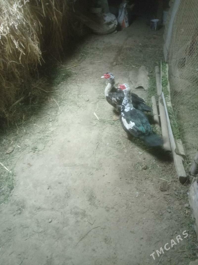 Induwutga ordek - Сакарчага - img 3