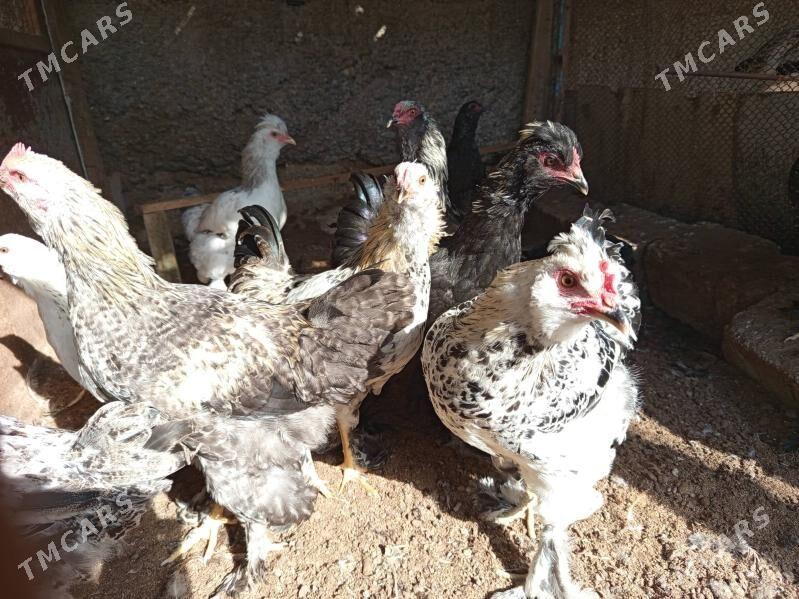 broy towuklar - Кëши - img 4