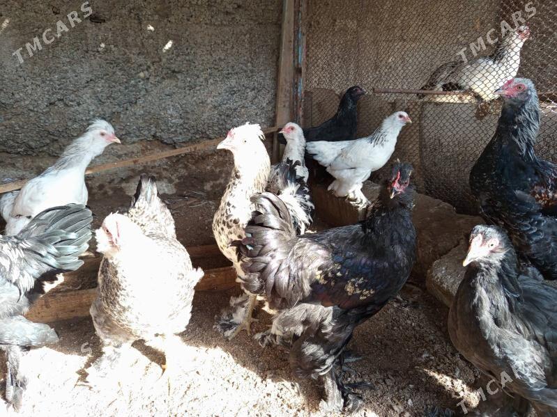 broy towuklar - Кëши - img 2