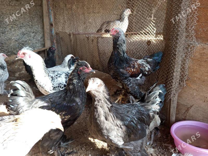 broy towuklar - Кëши - img 3