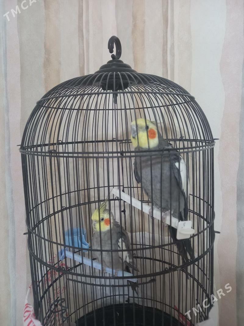 Karella - Büzmeýin - img 1