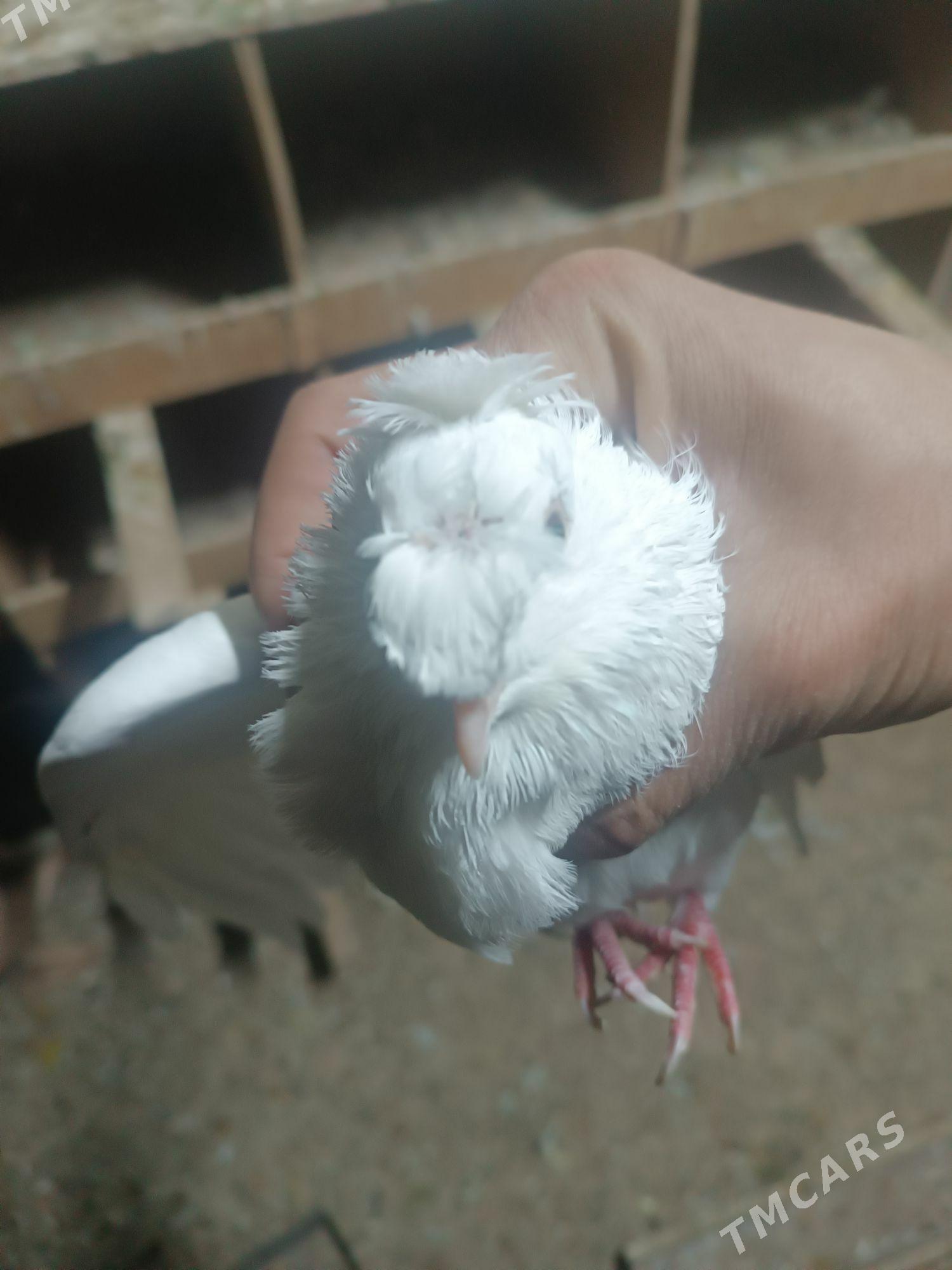 Kepderi - Мары - img 2