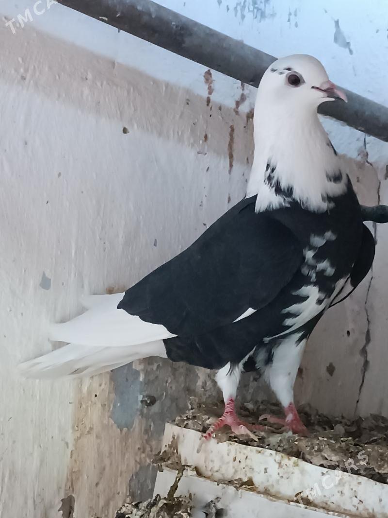 Kepderi - Мары - img 2