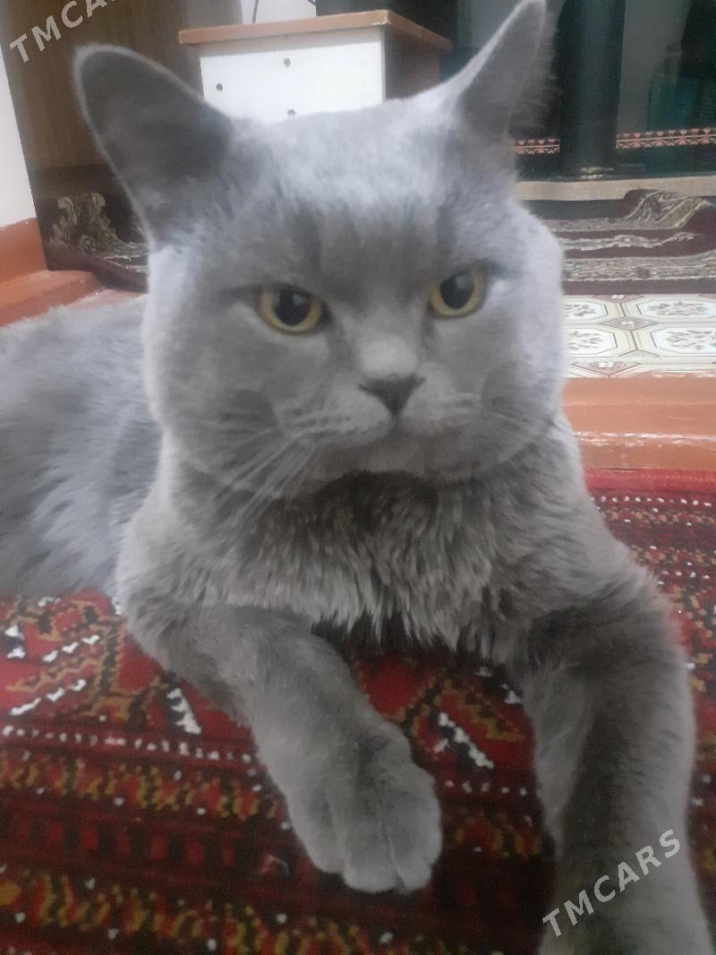 Şatlanka - Мары - img 2