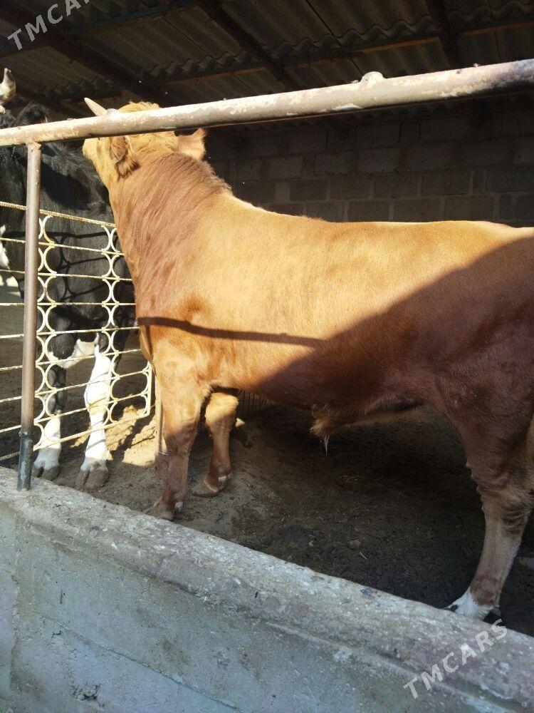 ОКУЗ - Гумдаг - img 2