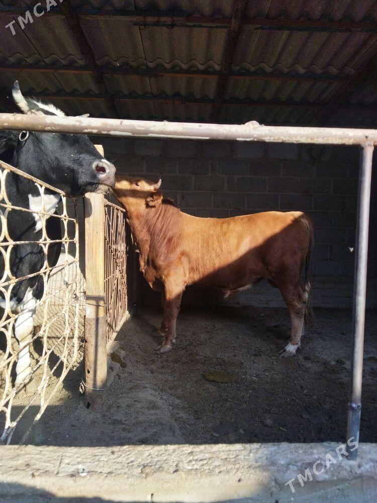 ОКУЗ - Гумдаг - img 4