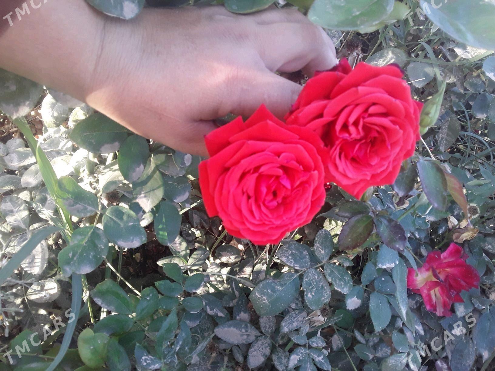 dasary guller - Мары - img 2