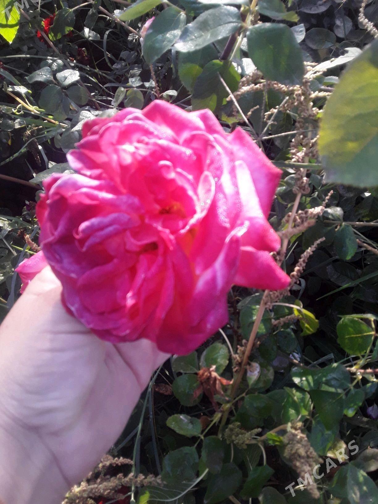 dasary guller - Мары - img 3