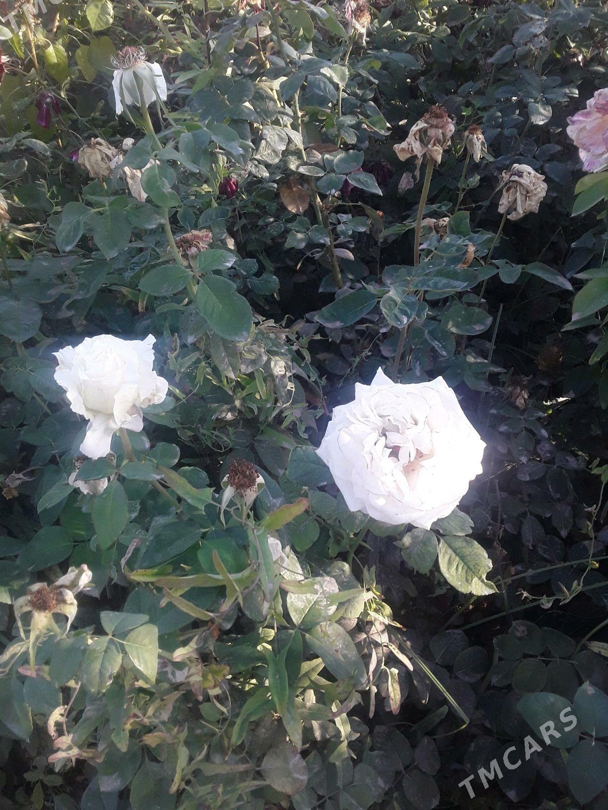 dasary guller - Мары - img 6