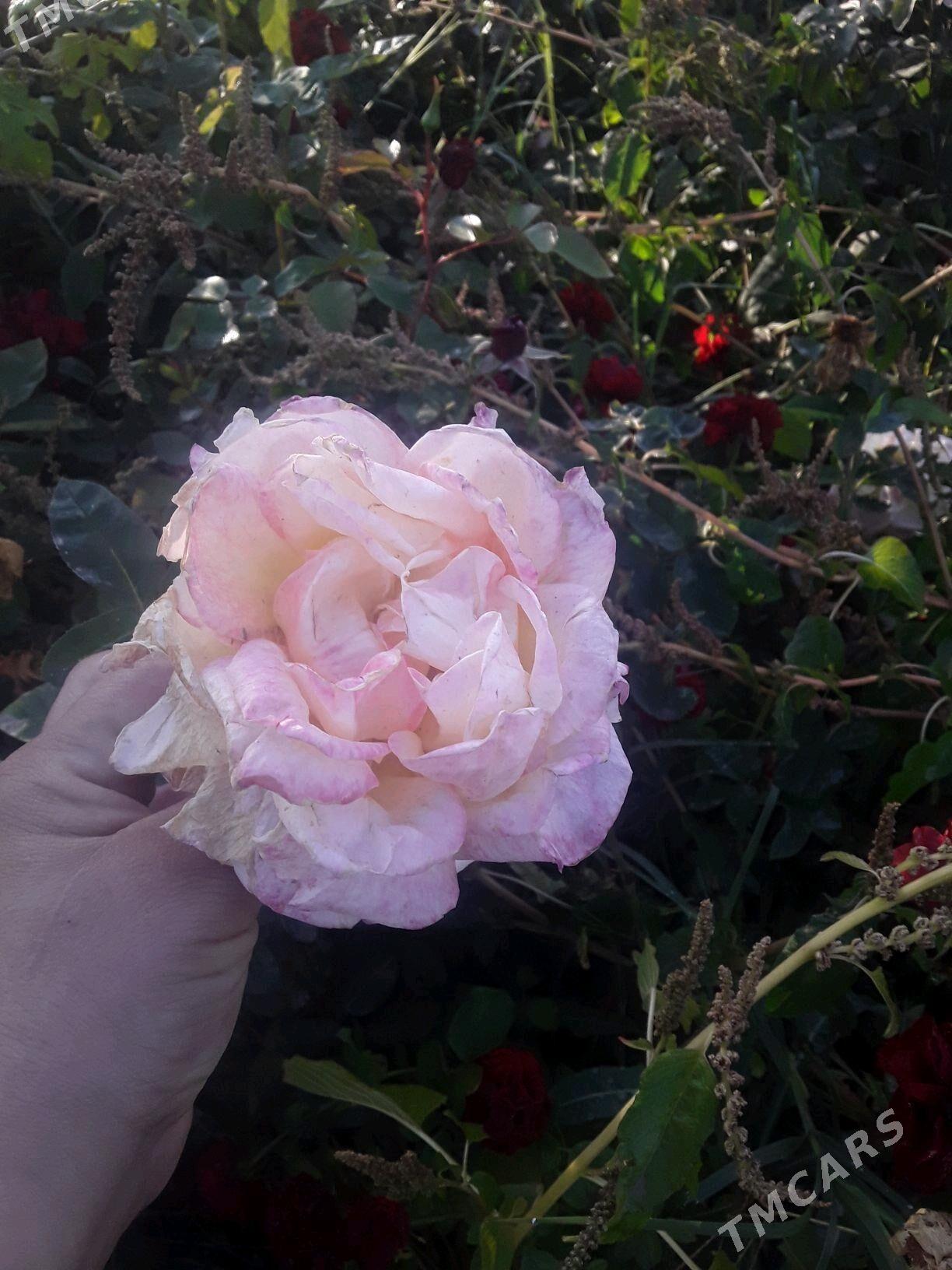 dasary guller - Мары - img 5