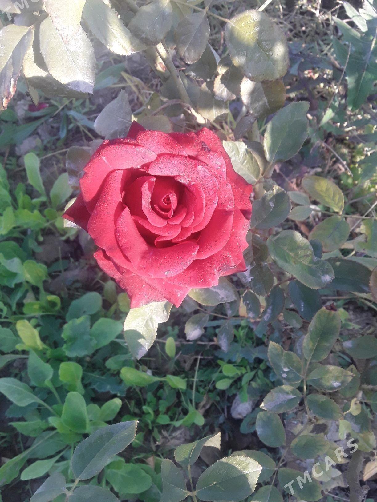 dasary guller - Мары - img 4