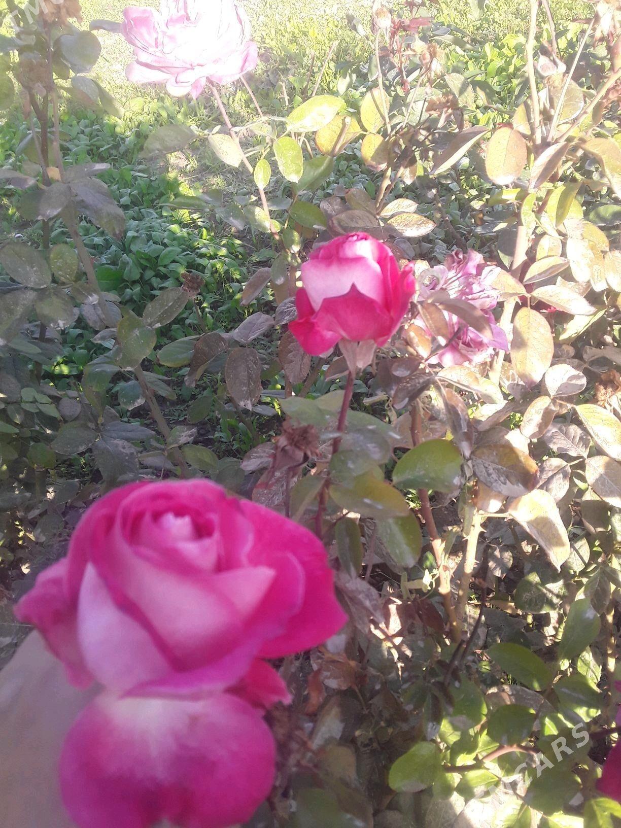 dasary guller - Мары - img 9