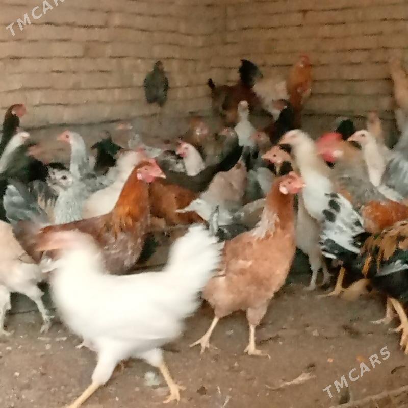 towuk jüje jüýje - Ýolöten - img 6