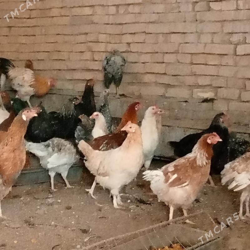 towuk jüje jüýje - Ýolöten - img 4