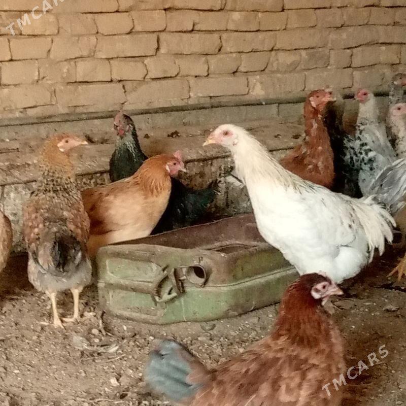 towuk jüje jüýje - Ýolöten - img 5