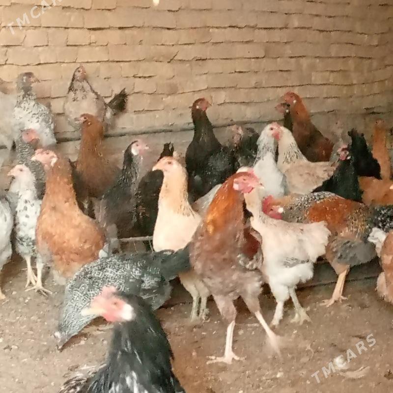 towuk jüje jüýje - Ýolöten - img 8