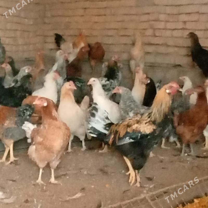 towuk jüje jüýje - Ýolöten - img 7